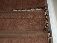 09 `Walking` the snake at home - March 22, 2013